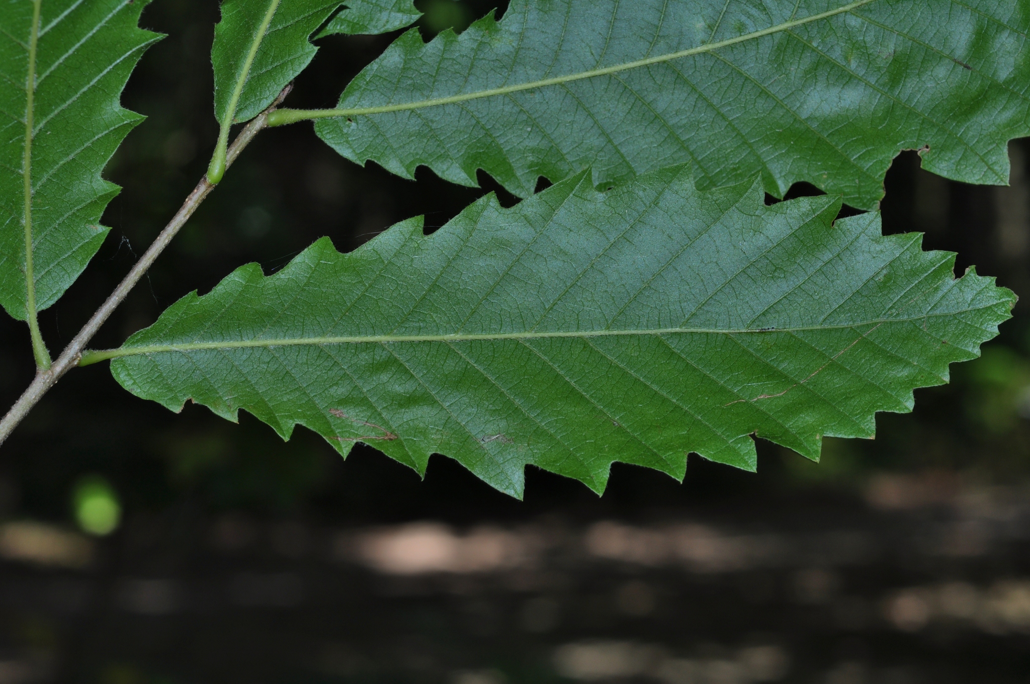 chestnut-leaved oak